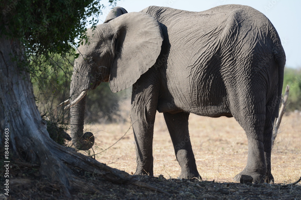 Fototapeta premium African Elephant