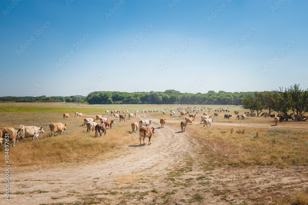 Obraz premium herd of cows