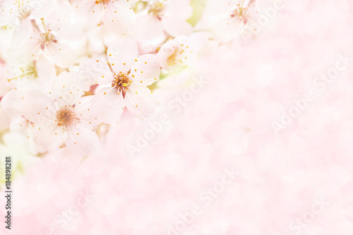 Spring blossom/springtime cherry bloom, bokeh flower background, pastel and soft floral card, toned