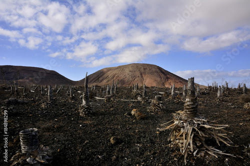 Reste von Agaven Pflanzen vor alten Vulkanen.