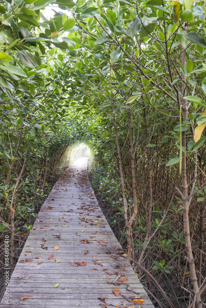 Wood bridge in mangrove forest on isolated background. Wood bridge in mangrove forest on isolated background.