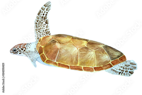 watercolor illustration of a sea turtle
