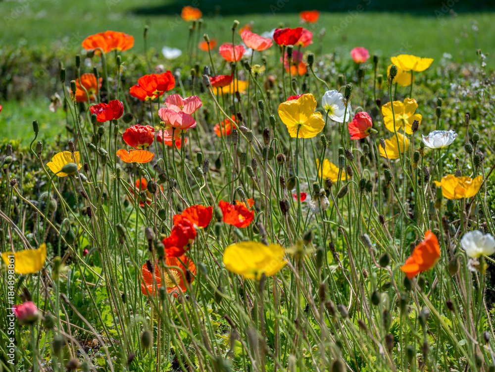 Bunte Moonblumen Bunte Moonblumen