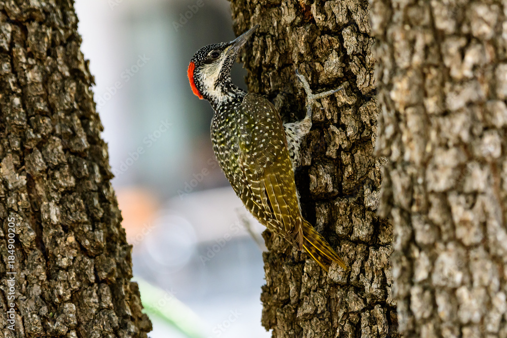 Fototapeta premium nubian woodpecker on the trunk of a tree
