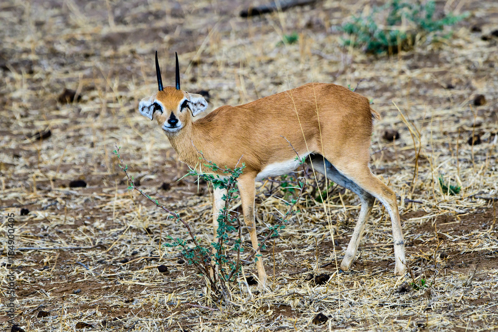 Fototapeta premium steenbok looking closely
