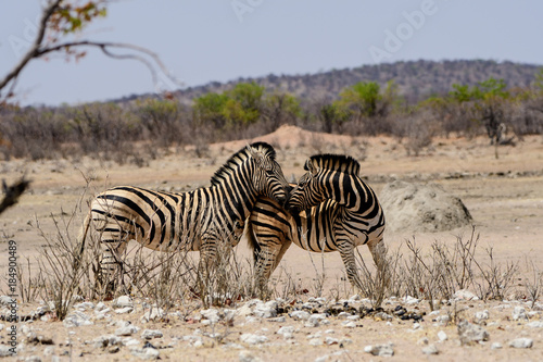 Two intimate Zebra