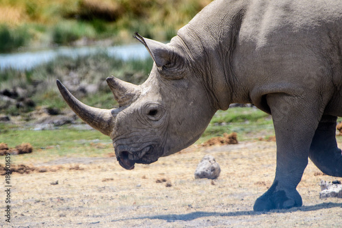 close up of the face of a Rhino