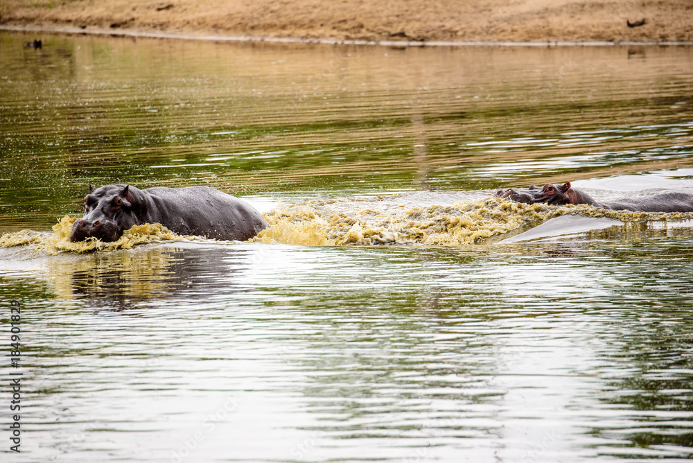 Fototapeta premium Hippos chasing each other at the waterhole