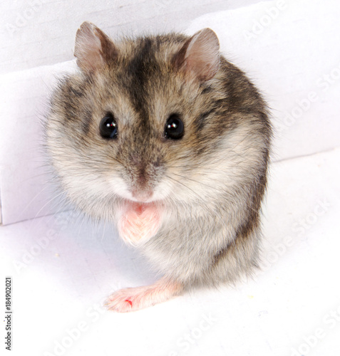 Djungarian hamster in sawdust on white background