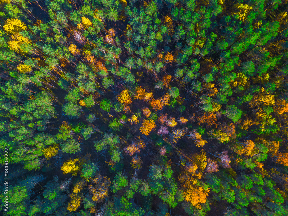 Aerial view of forest during autumn day