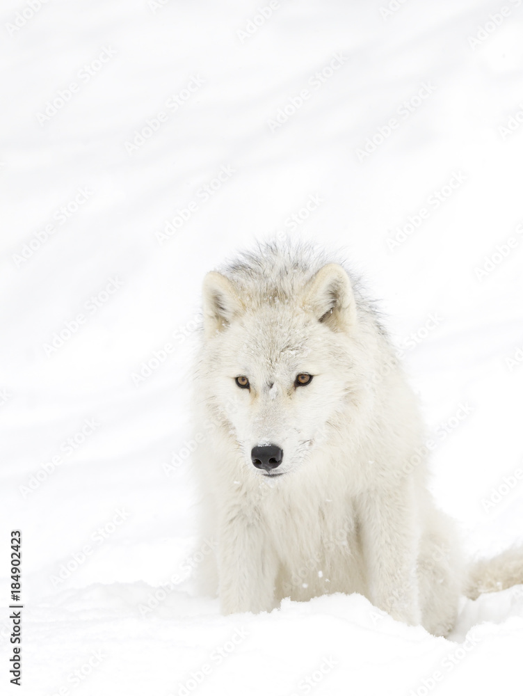 Fototapeta premium Arctic wolf (Canis lupus arctos) isolated on a white background standing in the winter snow in Canada