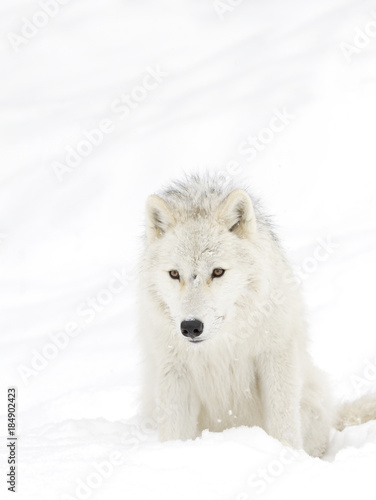 Arctic wolf (Canis lupus arctos) isolated on a white background standing in the winter snow in Canada © Jim Cumming