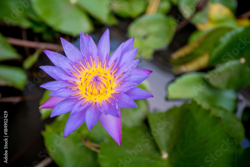 Blue lotus on the pond