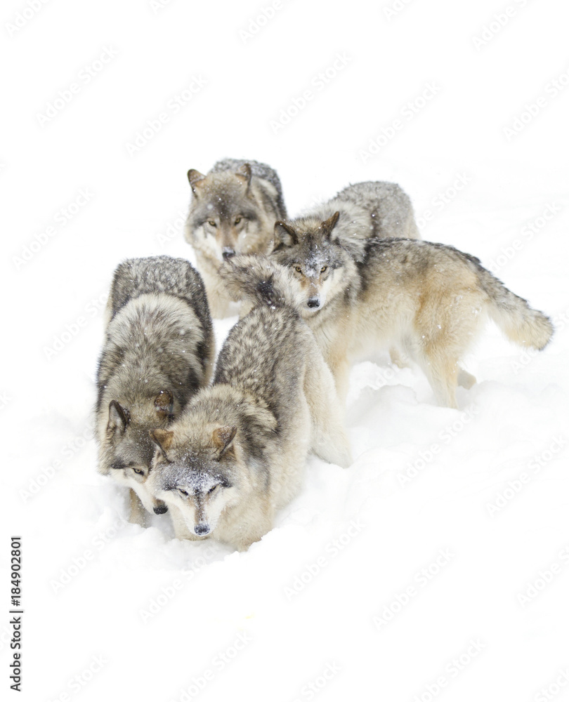 Naklejka premium Timber wolves or Grey Wolf (Canis lupus) isolated on a white background playing in the winter snow