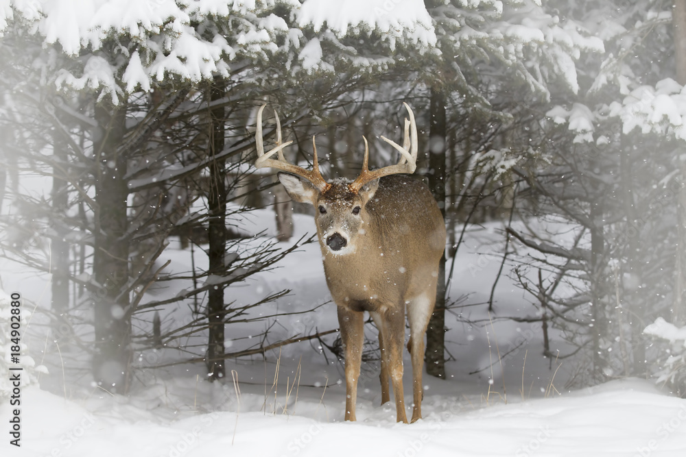 Fototapeta premium White-tailed deer buck coming out of the forest in the winter snow 