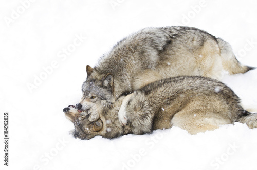 Timber wolves or Grey wolves (Canis lupus) isolated on a white background playing in the winter snow © Jim Cumming