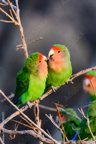Two intimate rosy faced lovebirds