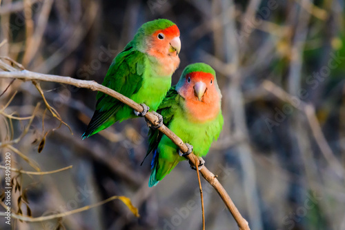 Foto two loving rosy faced lovebirds