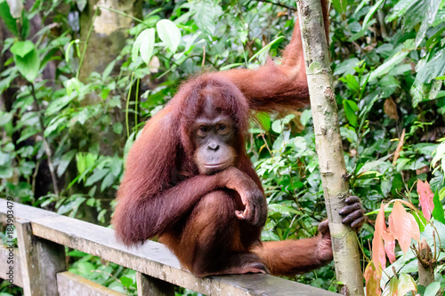 intelligent face of an orangutan