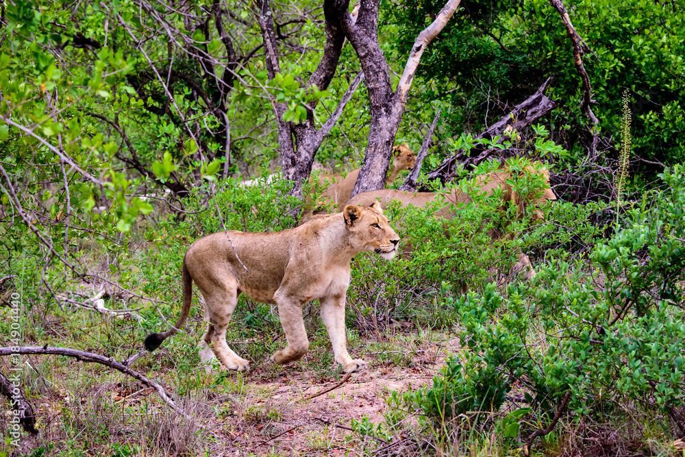 Obraz premium hunting lionesses