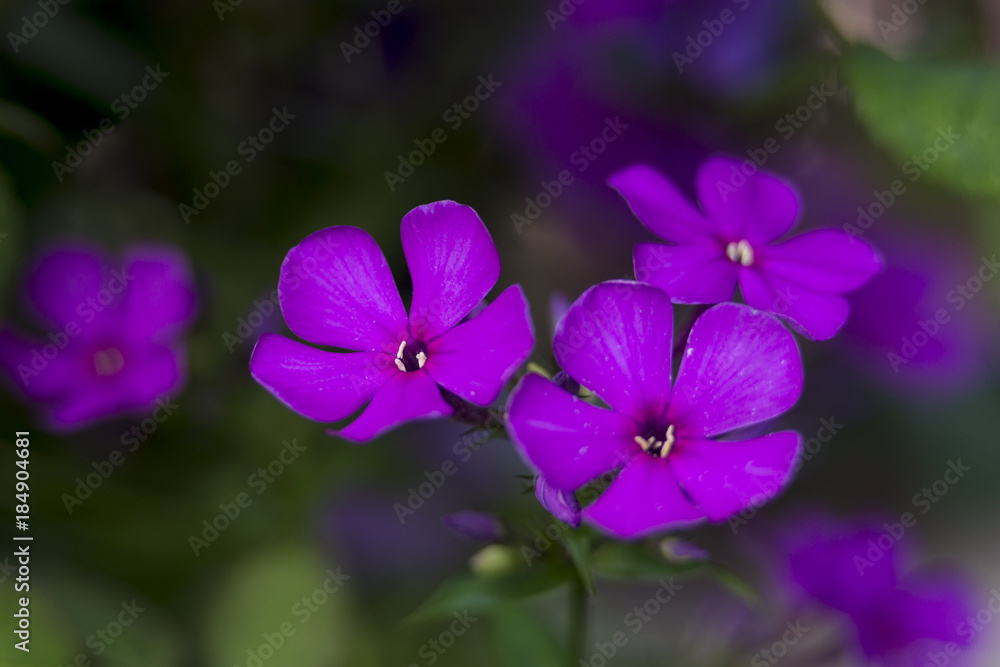 Purple garden phlox's flowers on the smooth garden background Purple garden phlox's flowers on the smooth garden background