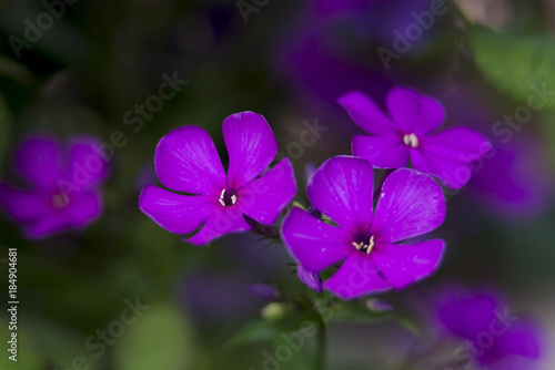 Purple garden phlox's flowers on the smooth garden background