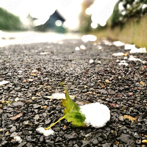 Foto Blatt auf dem Weg