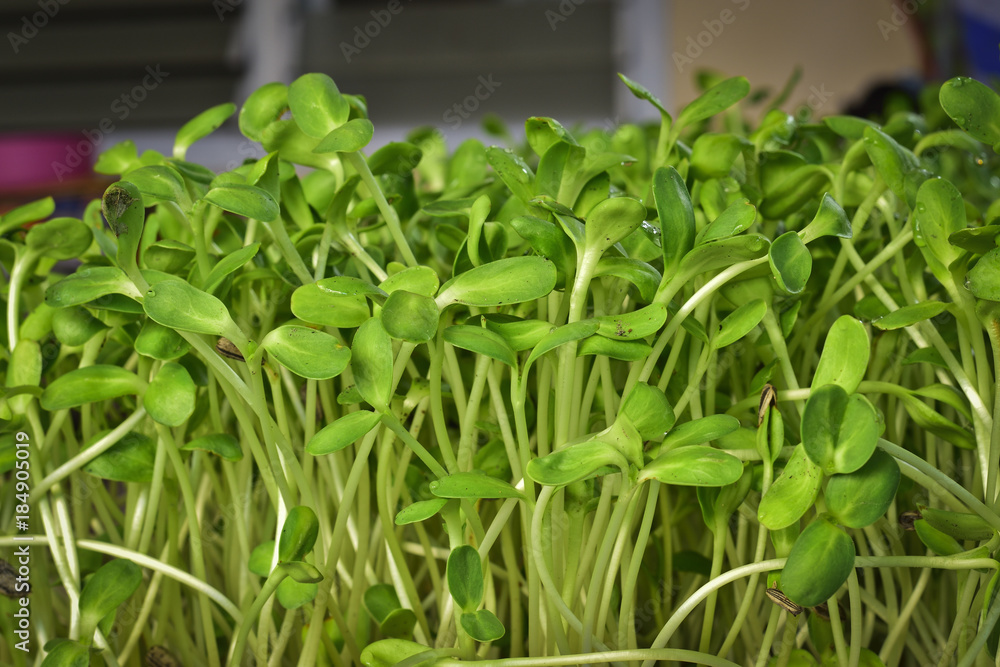Green sunflower sprout growing from seed at home Green sunflower sprout growing from seed at home