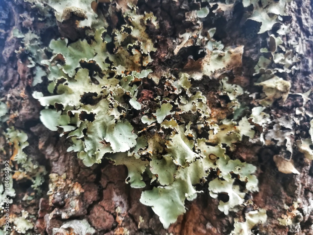 Close up picture of lichen on death tree trunk.