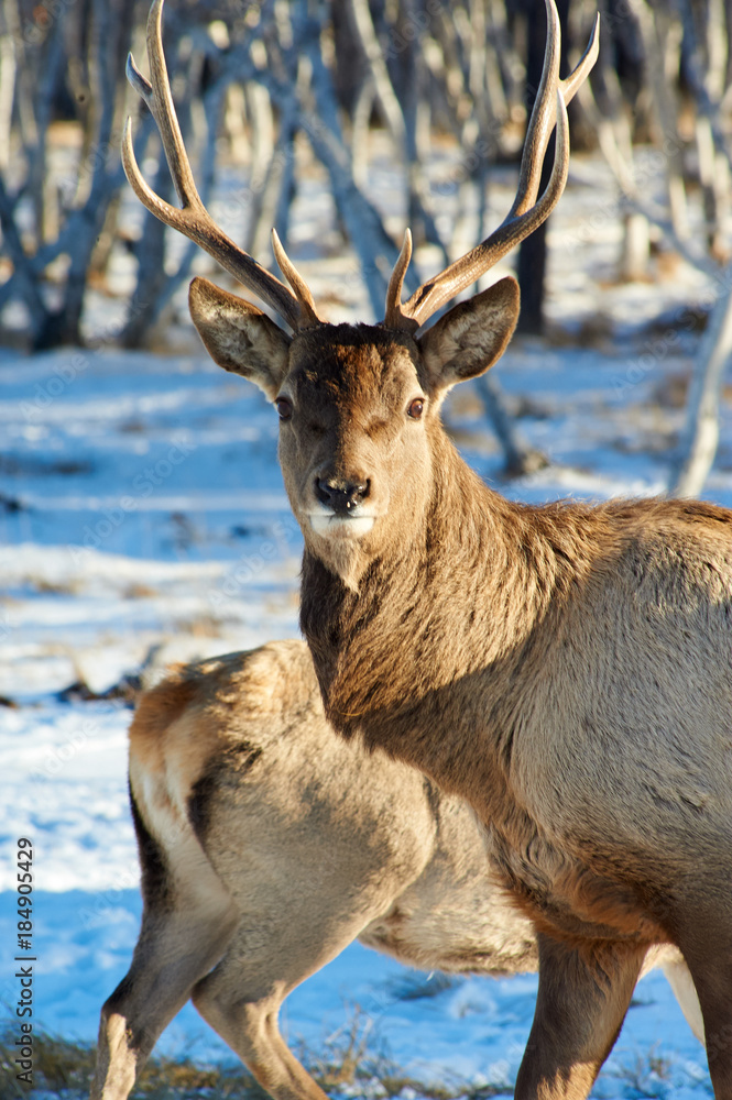  Deer. Deer are the ruminant mammals forming the family Cervidae.