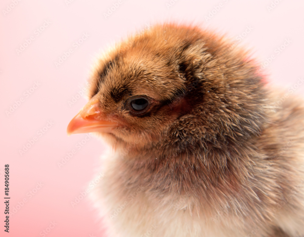 Little yellow chicken isolated on a background Little yellow chicken isolated on a background