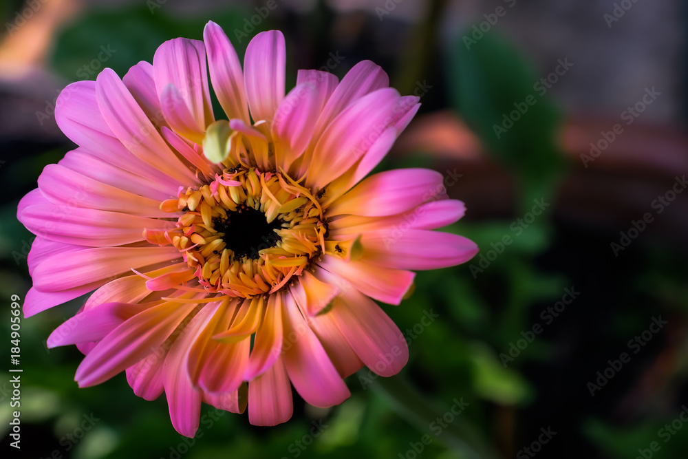 Obraz premium gerbera daisy close up macro texture.