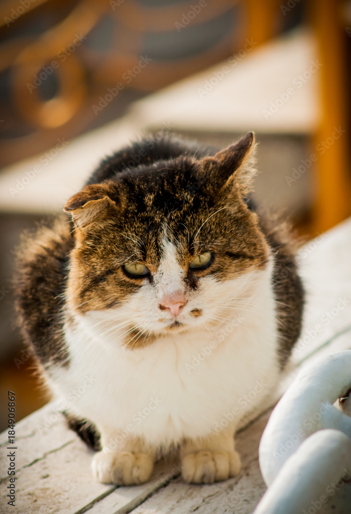 Closeup portrait of an old big brown and white  homeless cat looking ill and misreable 