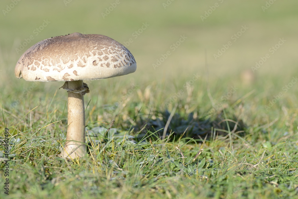 mushroom in field mushroom in field