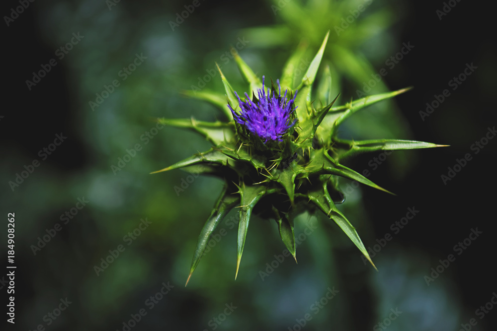 Green thorn flower on the smooth bokeh background with deep shadows of evening. Green thorn flower on the smooth bokeh background with deep shadows of evening.