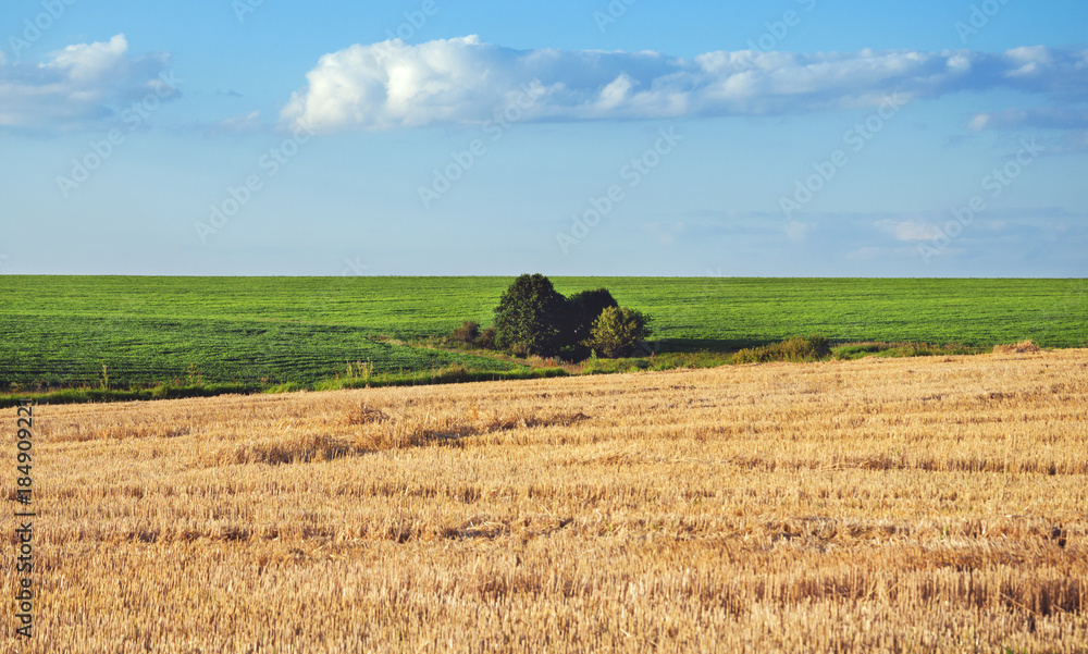 Fototapeta premium Sunny summer landscape with trees lonely growing in fields.Coununtryside.Rural scene.Natural background.