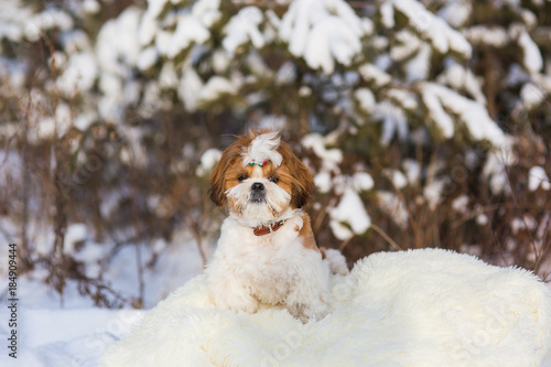 Fototapeta Naklejka Na Ścianę i Meble -  Shih Tzu puppy for a walk in the winter forest
