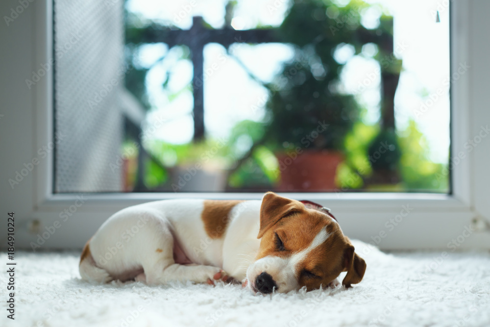 Jack russel puppy on white carpet. Small dog sleep in the house - obrazy, fototapety, plakaty 