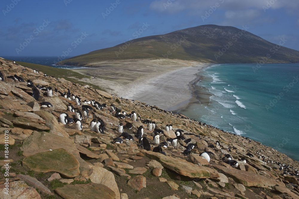 Fototapeta premium Colony of Rockhopper Penguins (Eudyptes chrysocome) on the cliffs above The Neck on Saunders Island in the Falkland Islands