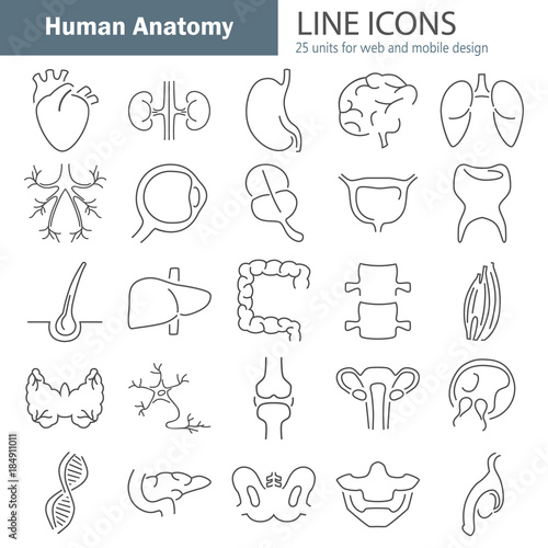 Human anatomy line icons set