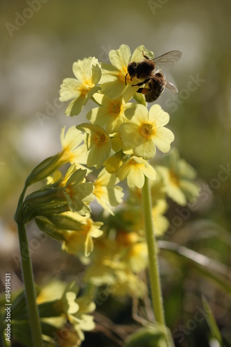 Cowslip with bee © Fotowada