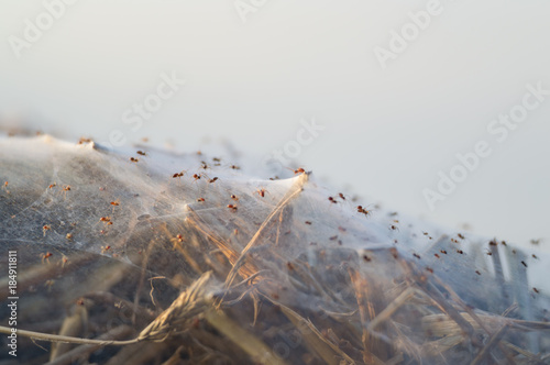 spinder web covers straw photo