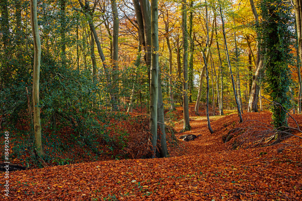 Autumn View of Fairy Woods, Claverton Down, Bath