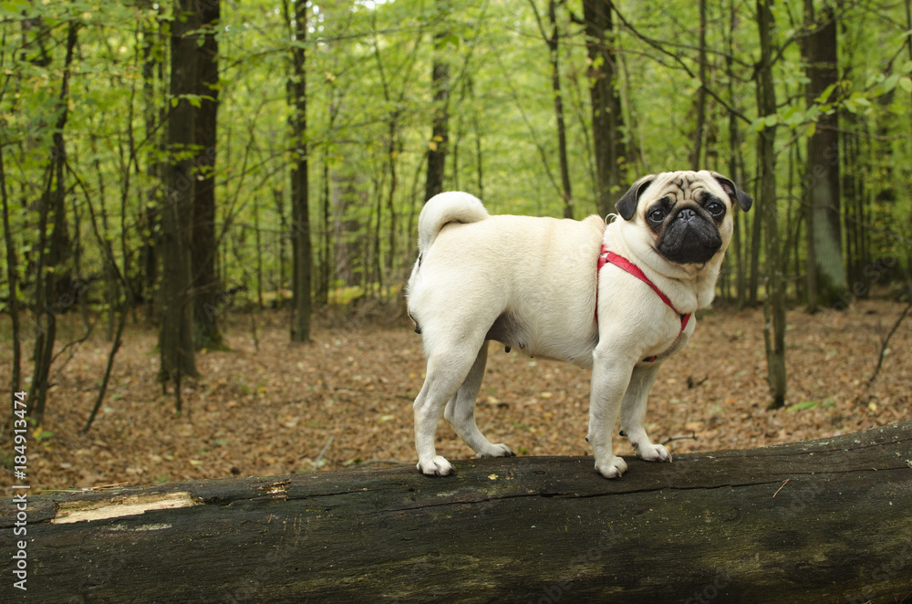 Cute small dog breed pug standing  on timber in forest