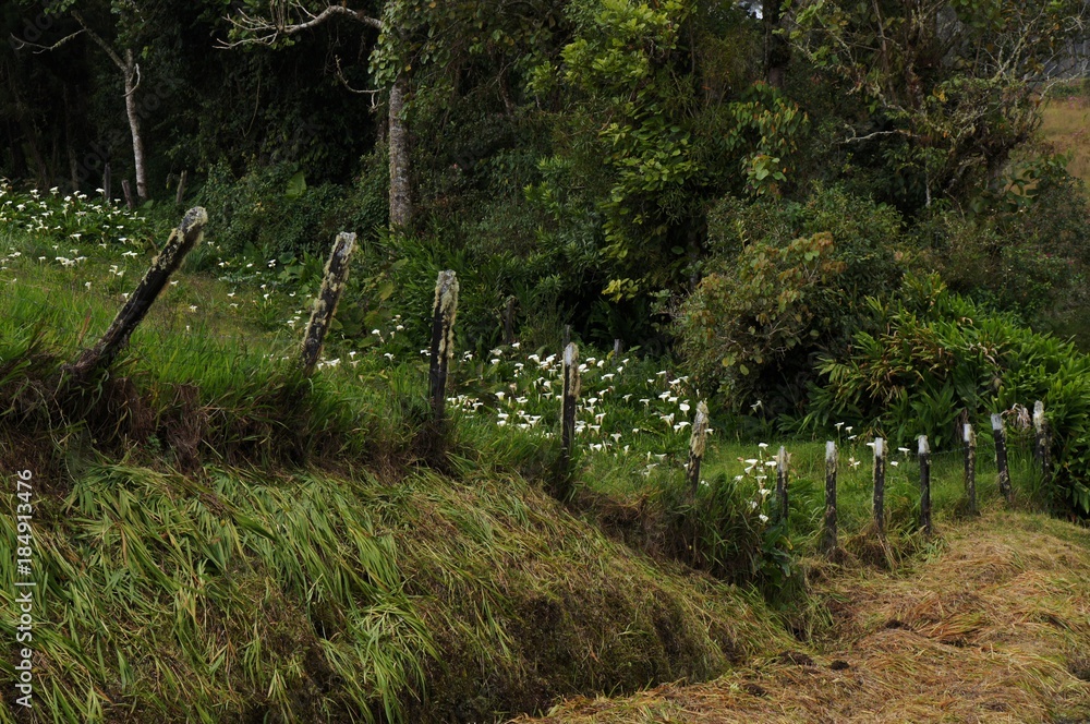 Fototapeta premium Wild white calla lilies in a rural setup