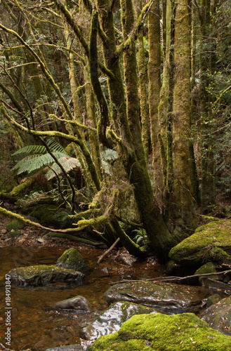 Moss on trees at Franklin River Nature Trail in Tasmania
