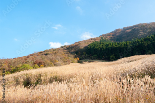 すすきの群生