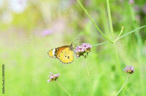 Butterfly with beautiful flowers. © Kunchit