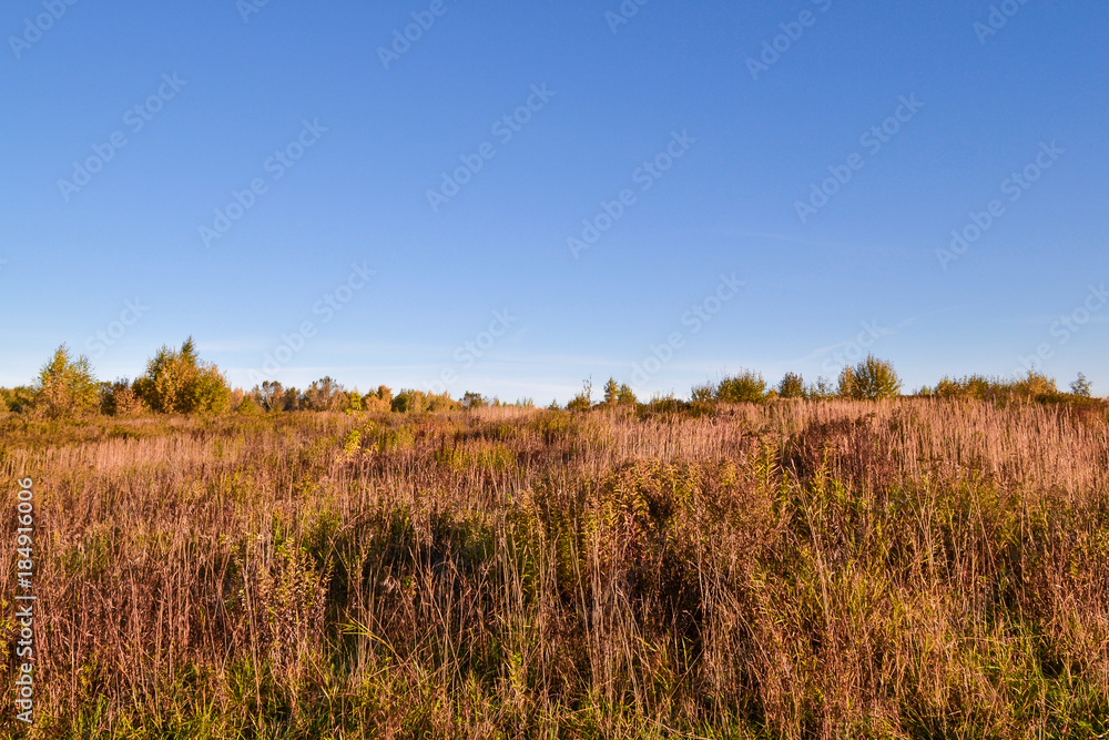 Countryside. The dried grass in the field and the clear blue sky. Morning. Russia Countryside. The dried grass in the field and the clear blue sky. Morning. Russia
