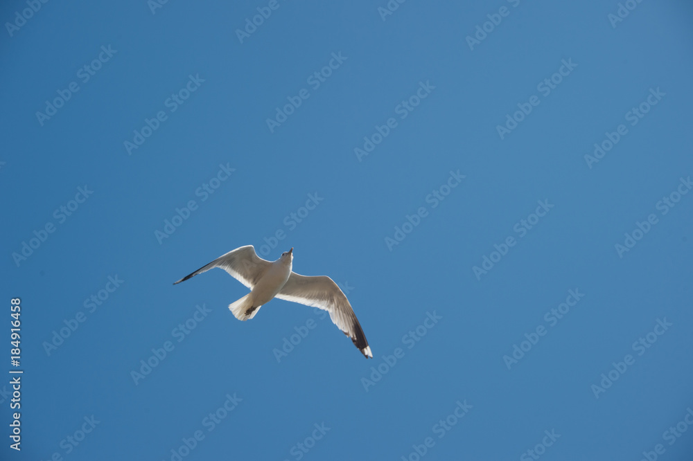 Obraz premium bird seagull sky flying blue wings animal flight